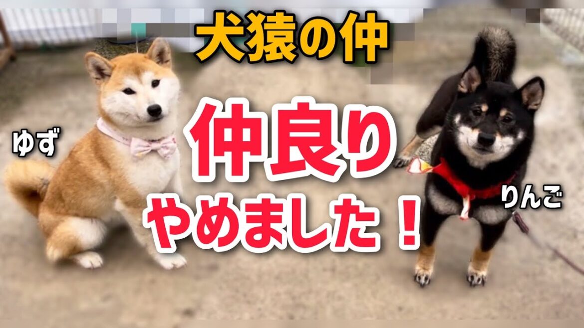 仲良くしなくていいと伝えた瞬間、和み出す柴犬たちが可愛い♪