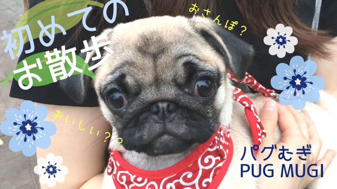 【パグ/散歩】子犬パグが初めてのお散歩にチャレンジ♪【運動/抱っこ】