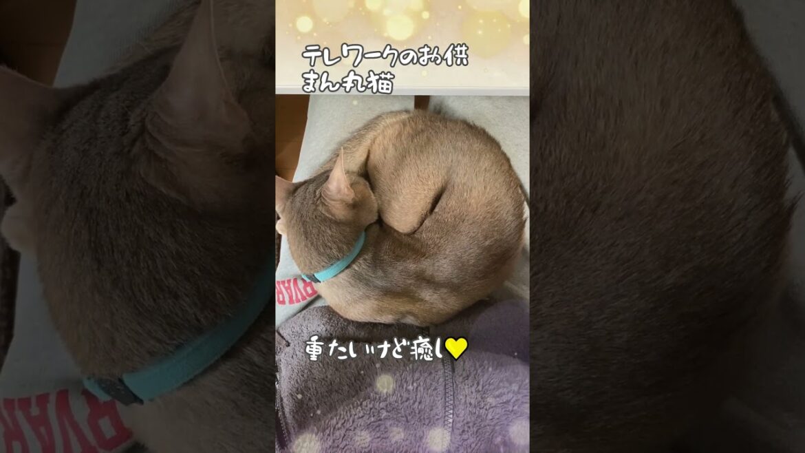 テレワークのお供 まん丸猫  #猫のいる暮らし #アビシニアン #テレワーク