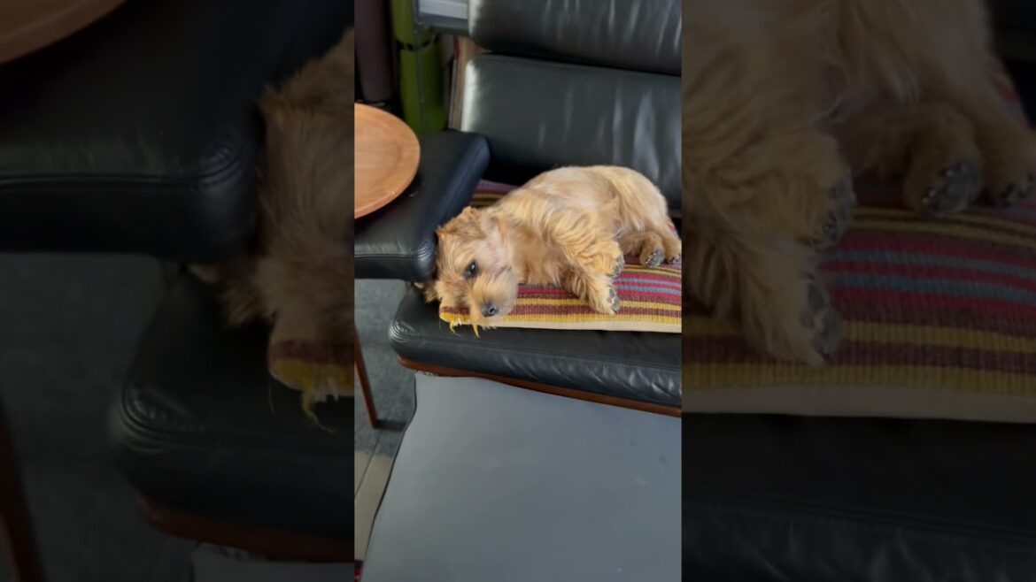 【足の長さ】#shorts #dog #norfolkterrier #kichi #cutedog #terrier #吉 #可愛い