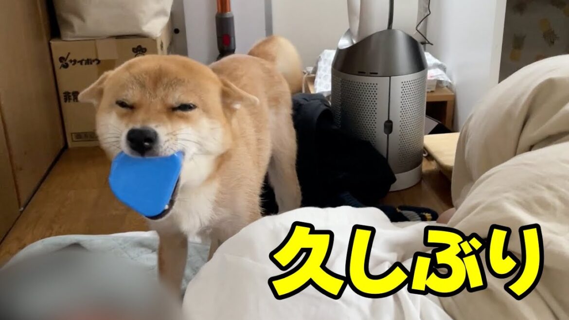 本日の小夏　久しぶりの飛行機耳