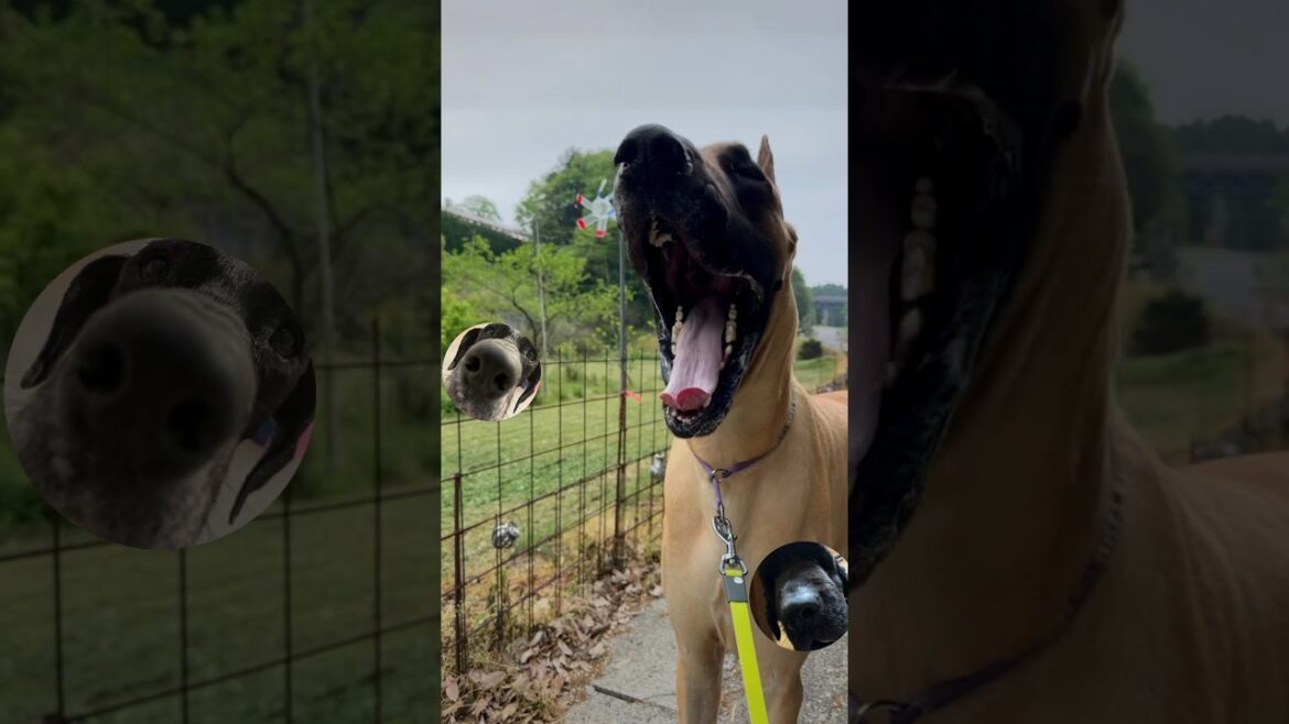 超大型犬 田舎暮らし ニューファンドランド ボス君 グレートデン クィーンちゃん レイク君 大型犬 多頭飼い 渡辺ボス ピクニック 関西 お出かけ 可愛い 大きい 優しい 愛犬 渡辺ボス