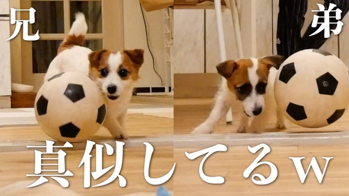 兄犬の真似をする子犬にサッカーをさせたら事件が起きました‥/ジャックラッセルテリア