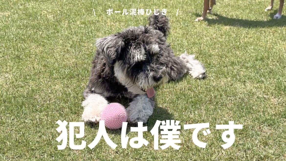 【ボール泥棒】皆んなのボールを奪いまくる暴君。ミニチュアシュナウザーとイタグレの戦い！！