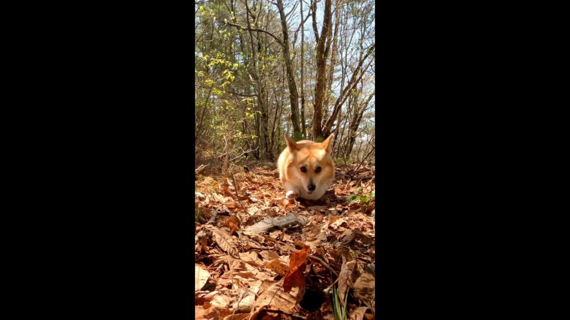 何かに驚き飛び上がるコーギー / Corgi jumps up surprised by something #コーギー #サクラ #corgi