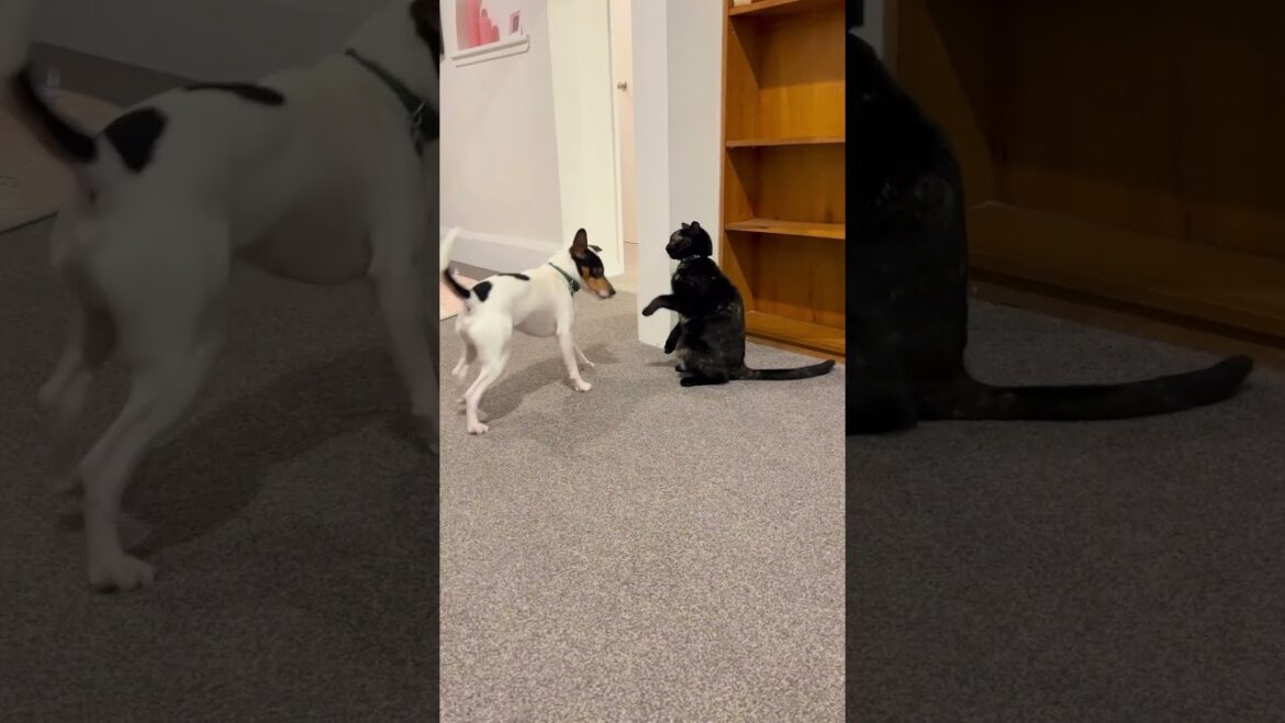 Fox Terrier Puppy being Silly and Playing! #shorts