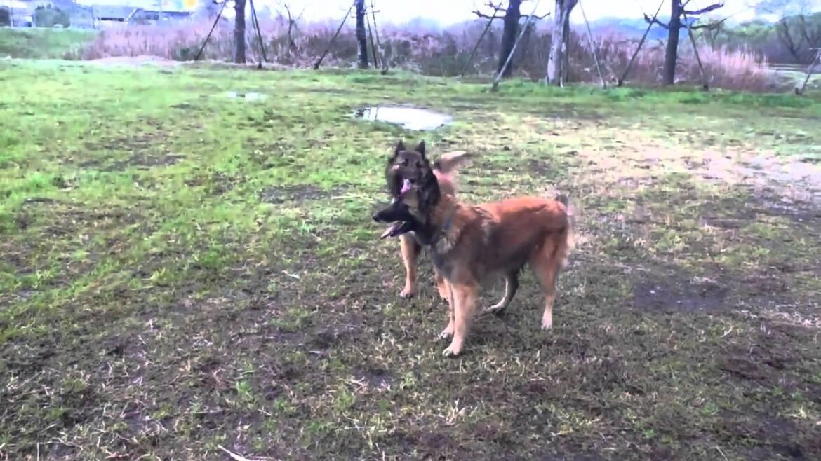 2011.03.23 belgian tervuren
