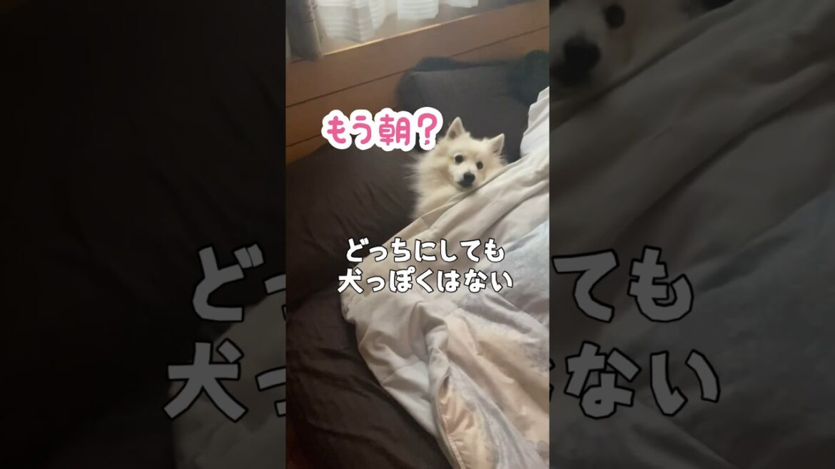 【考察】愛犬の正体　#日本スピッツ　#japanesespitz #shorts