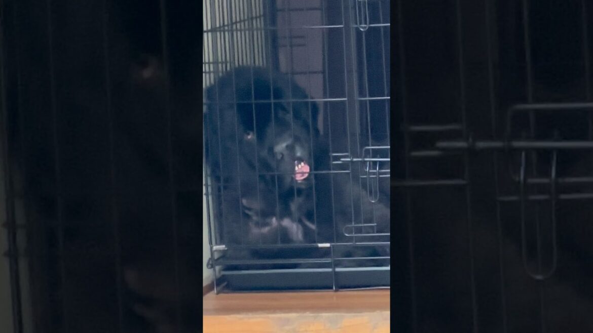 何してるの？ボス君🤪🩵 ニューファンドランド 超大型犬 大型犬 多頭飼い 渡辺ボス グレートデン クィーンちゃん レイク君 可愛い 大きい 優しい 変顔 爆笑 犬好き 愛犬