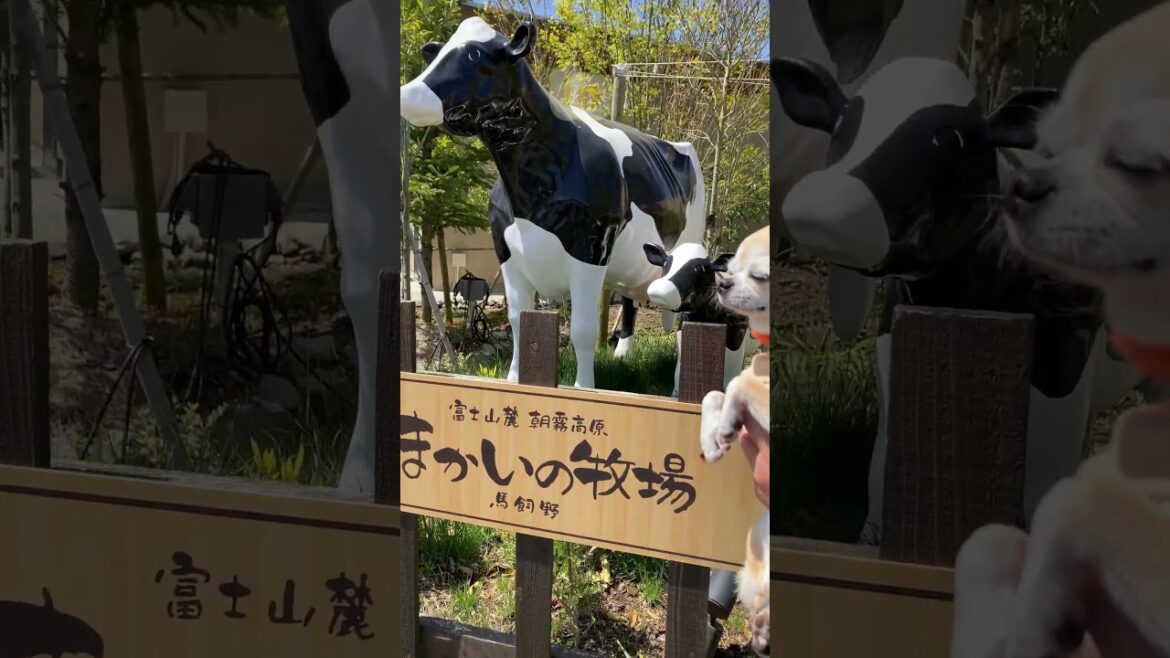 スムースコートチワワ きな子ちゃん in 魔界の牧場 #Shorts #dog