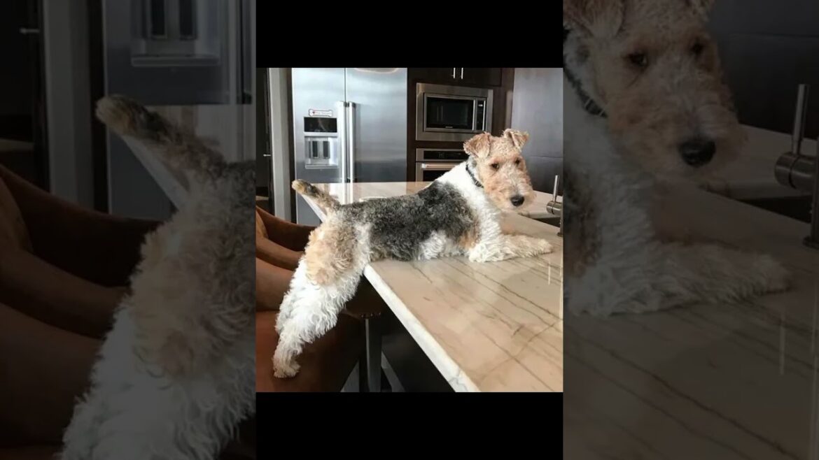 Cães da Raça Fox Terrier