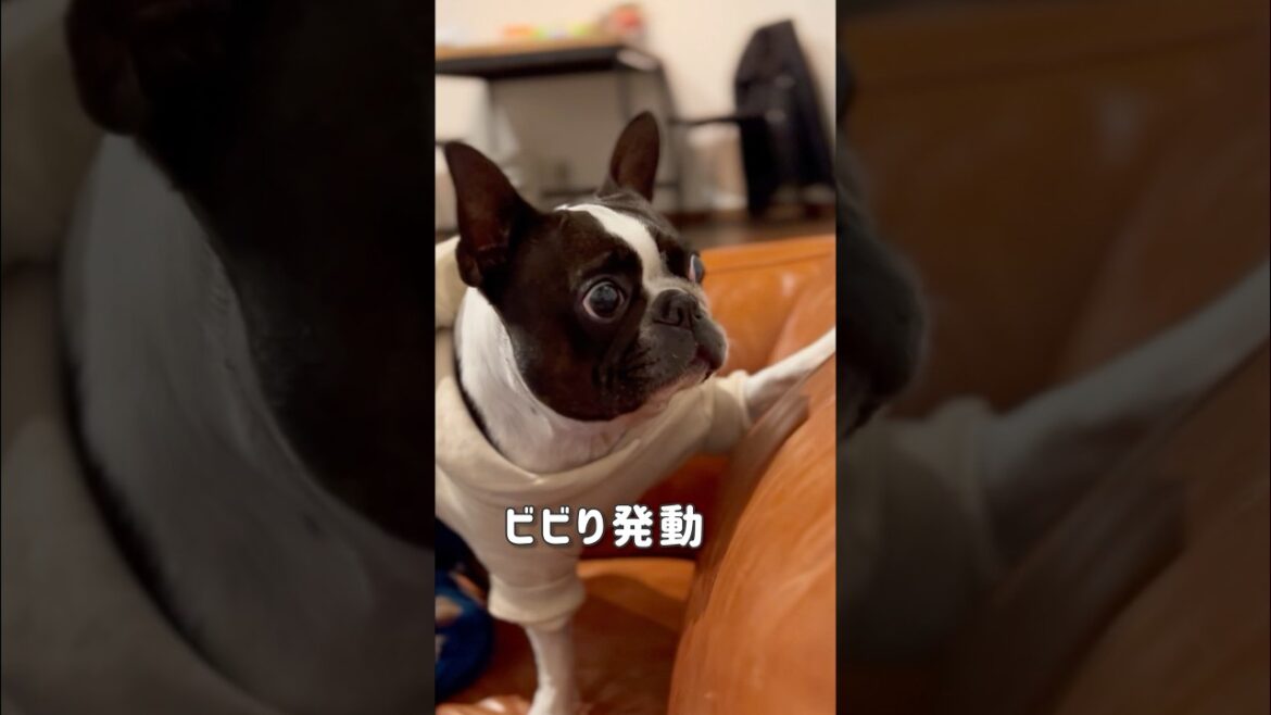 #ボストンテリア #おもしろ #dog #funny #ボステリ