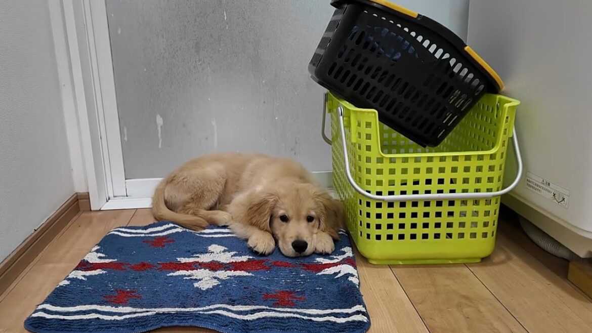 大好きな人のお風呂上りを静かに待つ子犬の姿が可愛い過ぎる。【Golden Retriever japan】