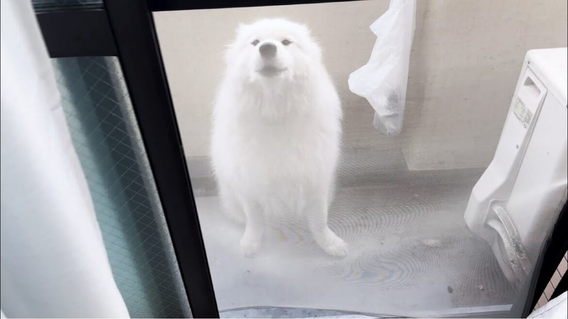 早朝に網戸を突き破りベランダへ脱走した犬が何かを訴えていました… 早朝に網戸を突き破りベランダへ脱走した犬が何かを訴えていました…