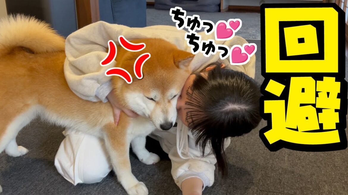 久々にキス魔星人に囚われピンチに陥るも上手く回避する賢い柴犬がこちら 久々にキス魔星人に囚われピンチに陥るも上手く回避する賢い柴犬がこちら