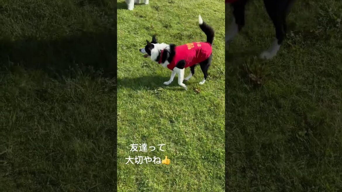 友達がいない世界線は…嫌。#shorts #ボーダーコリー #ポーリッシュローランドシープドッグ #犬連れ #いぬ #犬のいる暮らし