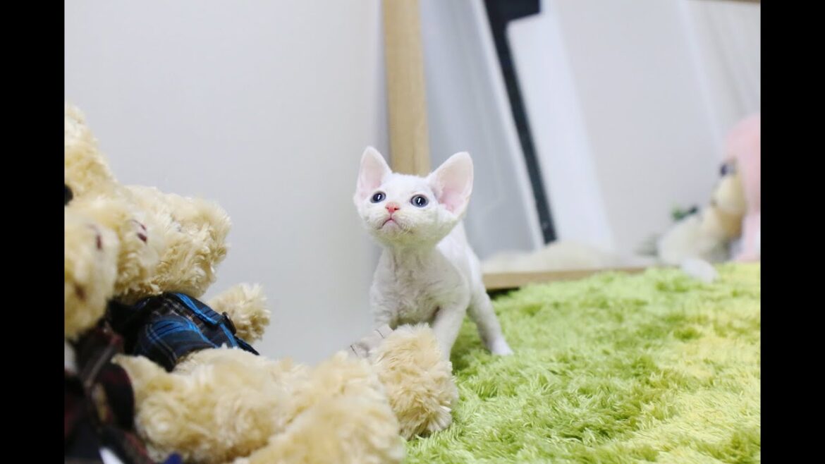 Do you know devon rex? cutest Devon Rex – Korea teacup puppies Do you know devon rex? cutest Devon Rex - Korea teacup puppies