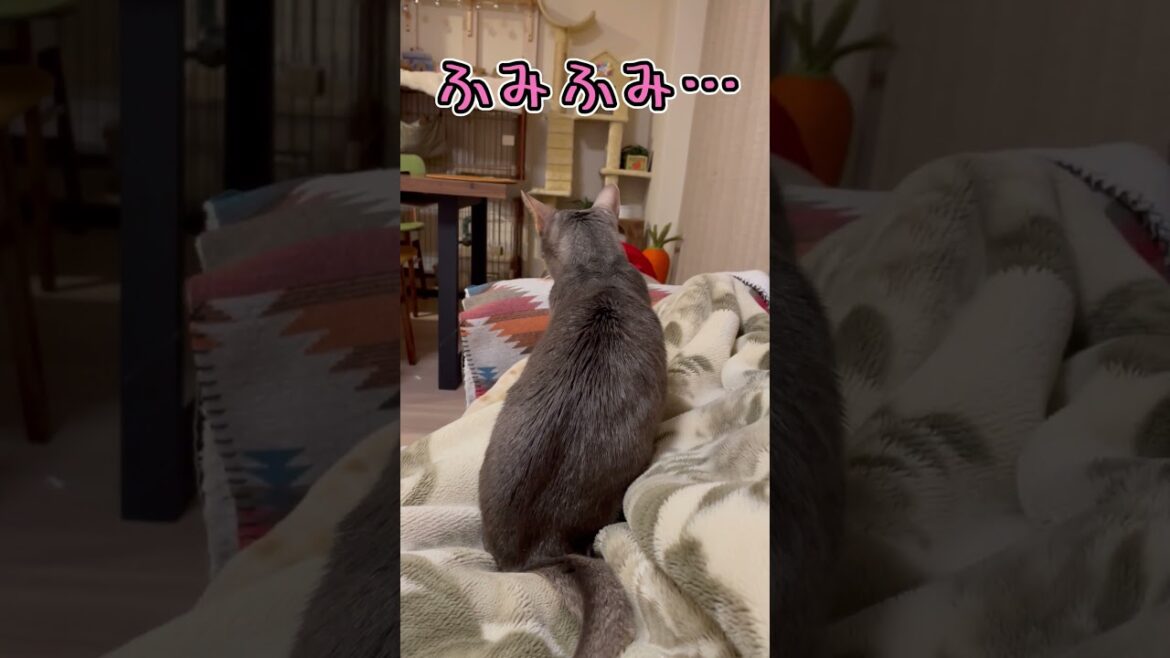 寝床の準備をするうちの猫さん #shorts #猫 #アビシニアン