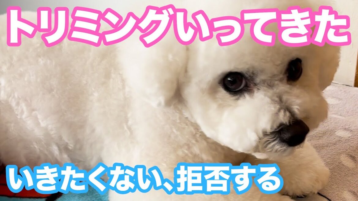 【トリミング】いきたくない、拒否する犬とエサでつる飼い主 2024年4月