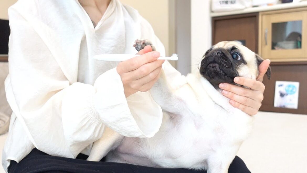 歯ブラシを怖がり拒絶していたパグでも歯磨きができるようになりました。Even pug who were afraid of toothbrushes can now brush their teeth