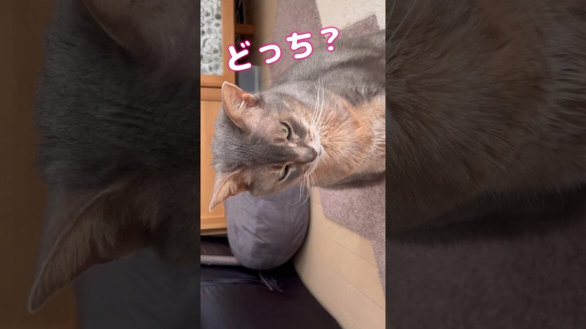 まな猫アリスちゃんが気付いたこと #shorts #アビシニアン #cat