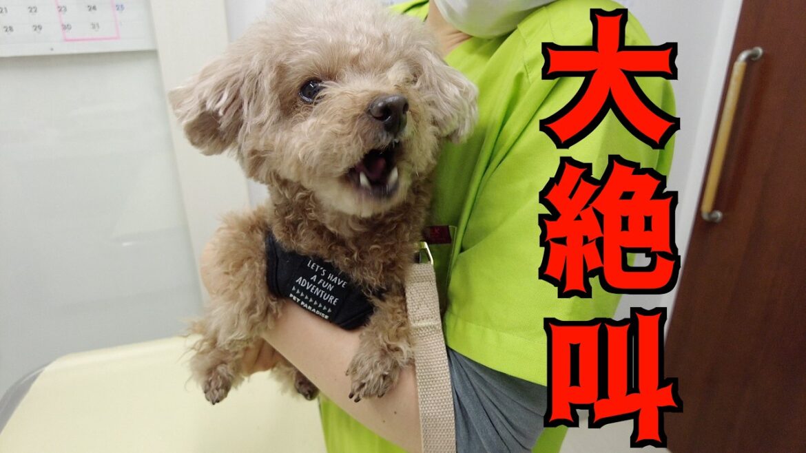 7歳になった愛犬が初めて健康診断を受けたら絶叫してしまいました…