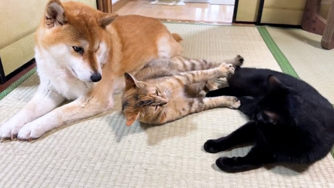 柴犬愛がすごい子ども猫にたくさん頭突きしてきても柴犬はこうなります