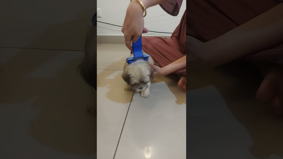 Lhasa Apso Puppy (Rose) - 6 Weeks Old Puppy - Jaanvi's World