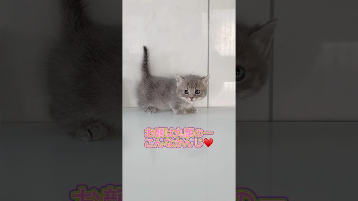 かわいい短足マンチカンちゃん男の子♥️ 【お問合せ詳細は説明欄に記載あります】 #ブリーダー直販 #ラパーマ #猫 #猫のいる暮らし #子猫 #マンチカン #ラパーマ
