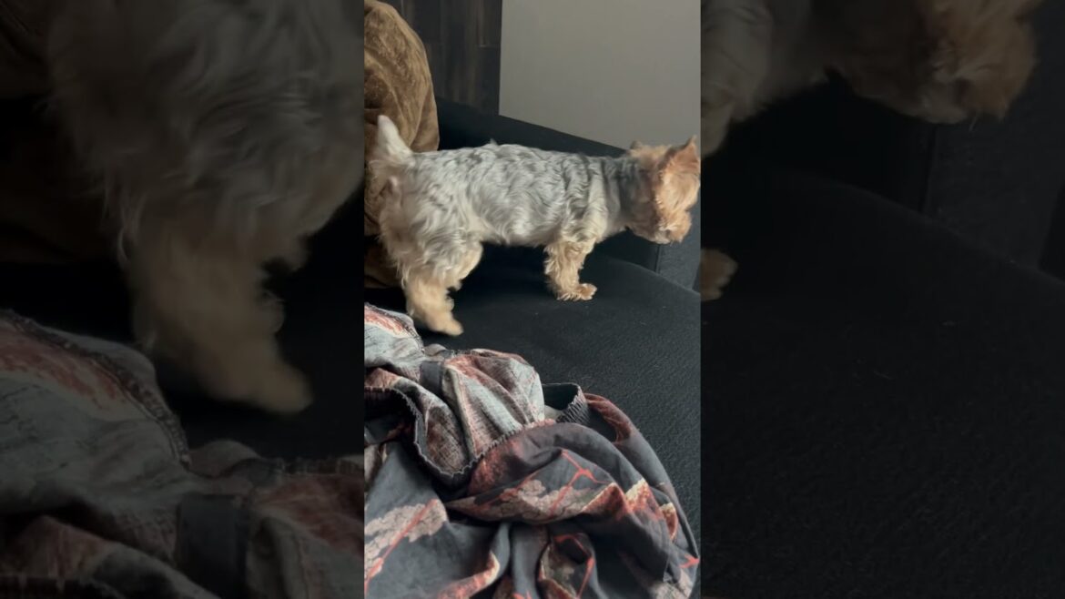 挙動不審の斜陽さん🐶