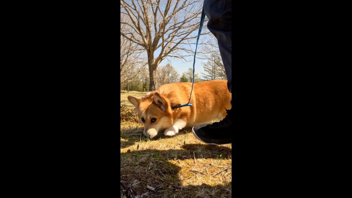 春の高原でクン活するコーギー / Corgi sniffing on the plateau #コーギー #サクラ #corgi
