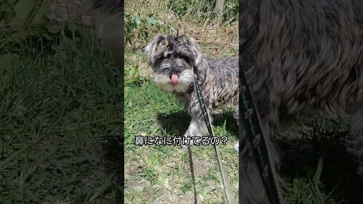鼻に何かを付けるミニチュアシュナウザー #ミニチュアシュナウザー #犬 #子犬 #シュナウザー