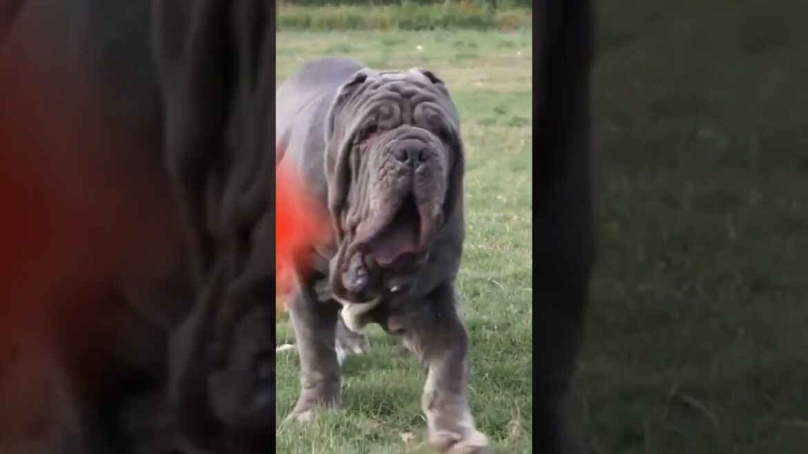 mastin napolitano (cirano)