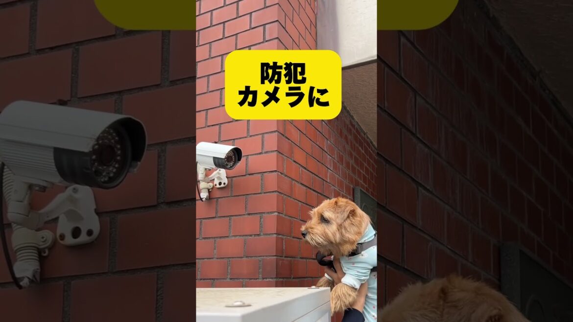 【カメラ好き吉】#shorts #kichi #dog #norfolkterrier #cutedog #terrier #吉 #ノーフォークテリア #愛犬キチ