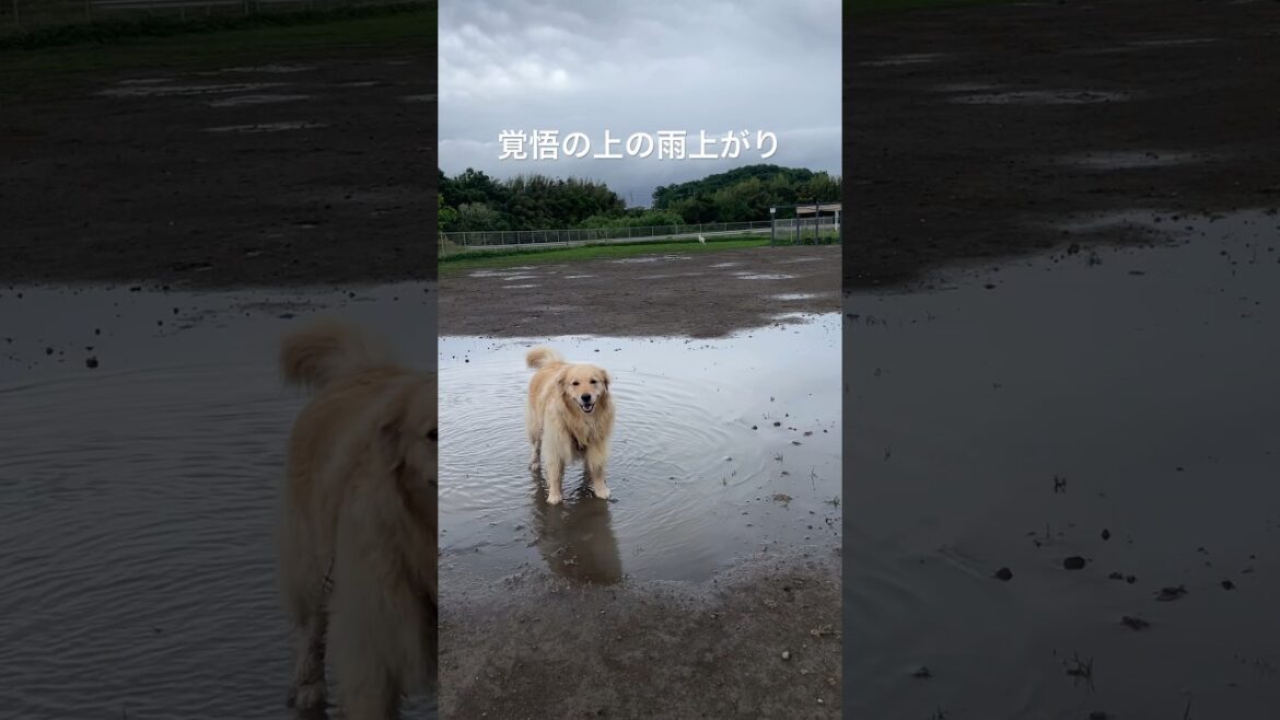 拭いてどうにかなるレベルじゃなくなった　ゴールデンレトリバー　ボクサー犬