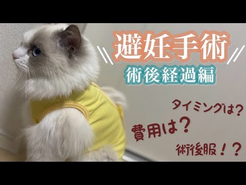 【後編】子猫のラグドール避妊手術後のリアルがこちら 【後編】子猫のラグドール避妊手術後のリアルがこちら