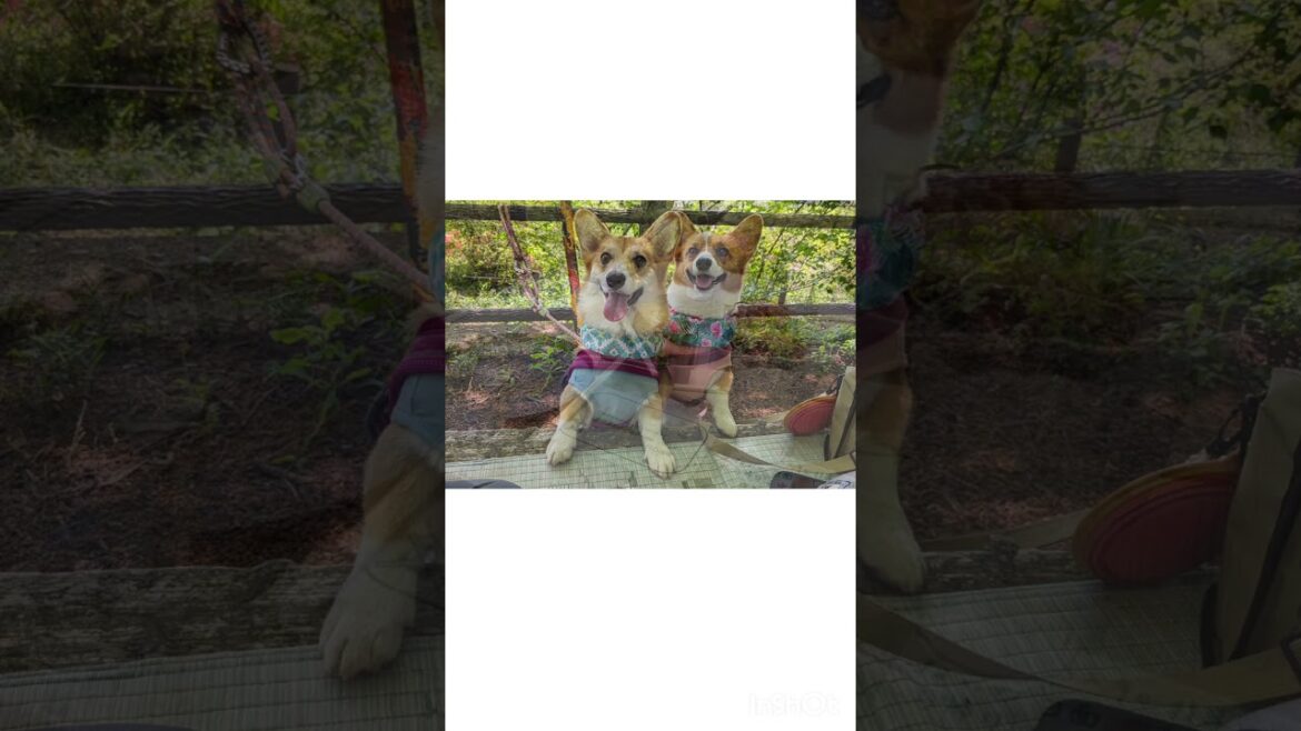 新緑の中で楽しそうにニコニコしてかわいいコーギー達  #コーギー #犬  #かわいい