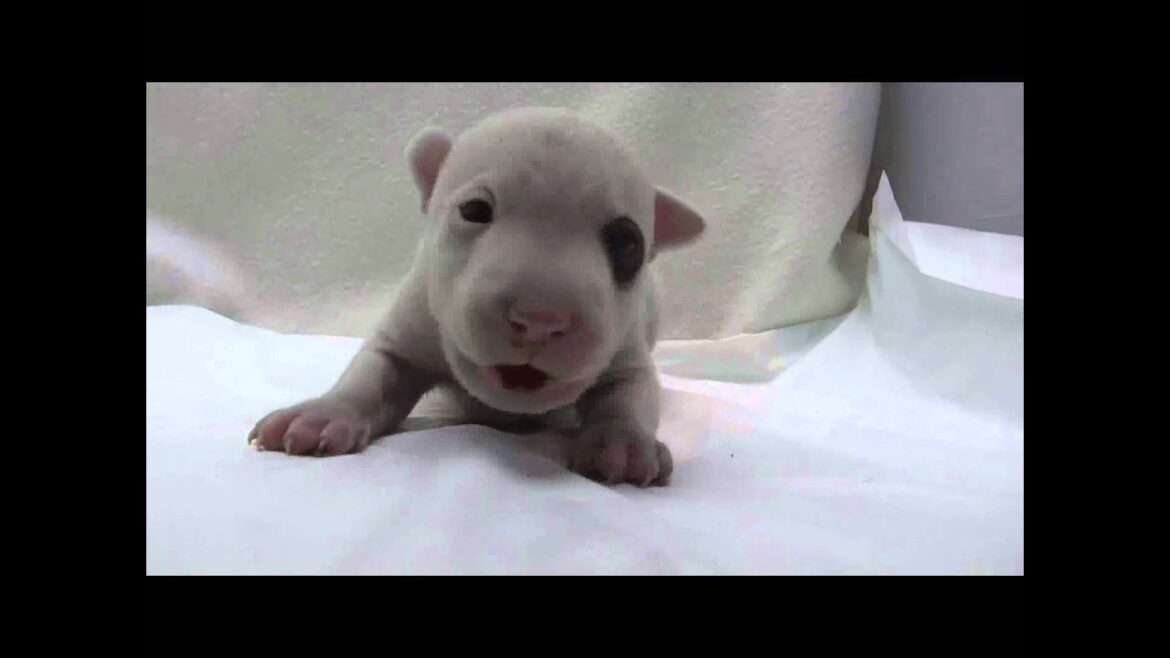 ミニチュアブルテリアの子犬03
