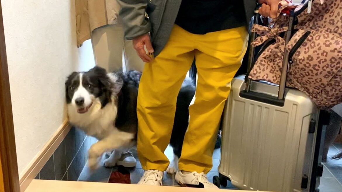 【初対面】警戒心強めのボーダーコリーの家にじいじとばあばがやってきた!【ボーダーコリー】 【初対面】警戒心強めのボーダーコリーの家にじいじとばあばがやってきた!【ボーダーコリー】