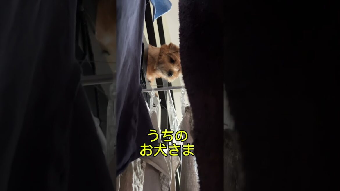 【お洗濯犬】#shorts #norfolkterrier #dog #kichi #cutedog #terrier #吉 #洗濯 #ノーフォークテリア
