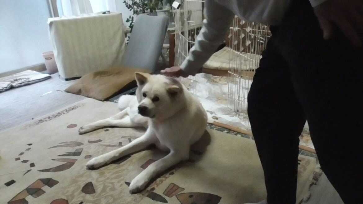 【秋田犬ゆうき】飼い主のお経にお部屋で合唱していたけど我慢できなくなり仏間へと向かう【akita dog】