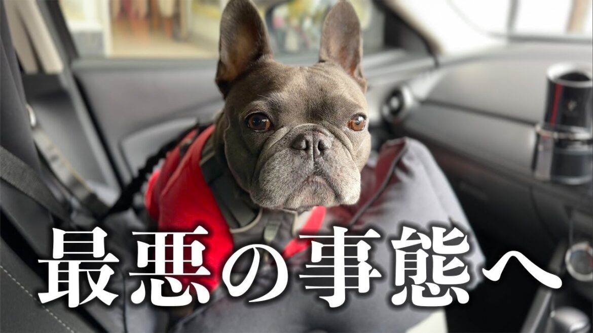 【ご報告】8回目の病院とドッグカフェで悲しすぎる結末へ… 【ご報告】8回目の病院とドッグカフェで悲しすぎる結末へ…