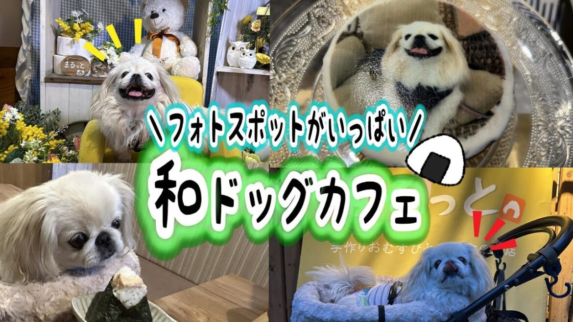 かわいい写真を撮ったあと、食べられないケーキに感激❗️