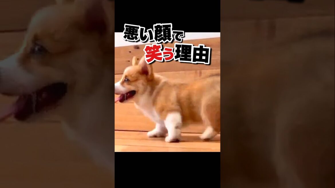 このコーギー性格悪すぎるww #おもしろ動物動画 #かわいい動物動画 #犬