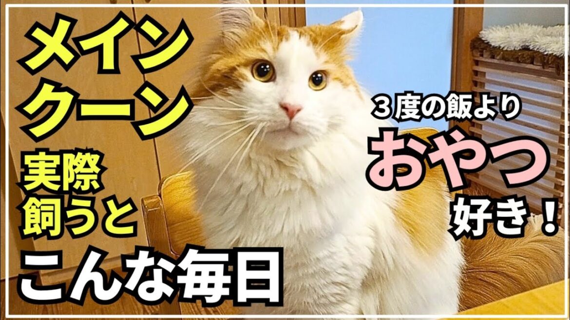 おやつ限定でよく鳴く大型猫メインクーンが可愛過ぎました！