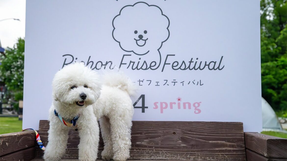 【白モフ】ビションフリーゼフェスティバル2024スプリングに行ってきたよ 【白モフ】ビションフリーゼフェスティバル2024スプリングに行ってきたよ