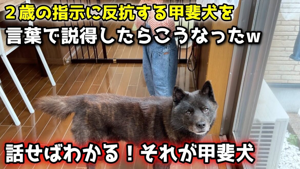 甲斐犬の理解力って、やっぱり凄いです【甲斐犬一休と猫のしずく】