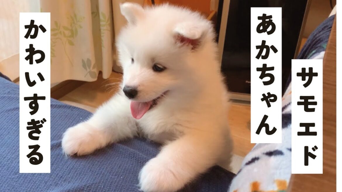 【サモエド】ソファに登れず怒るあかちゃんサモエド【Samoyed】
