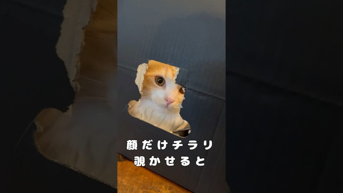 【キンカロー】顔だけチラリと覗かせる毛玉【マンチカール】#キンカロー #猫