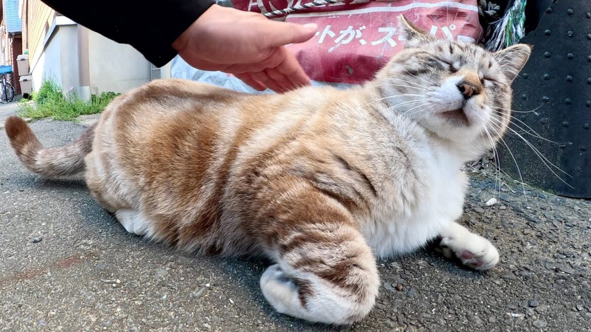 人間にビビりすぎて挙動不審になるシャム猫ちゃん 人間にビビりすぎて挙動不審になるシャム猫ちゃん